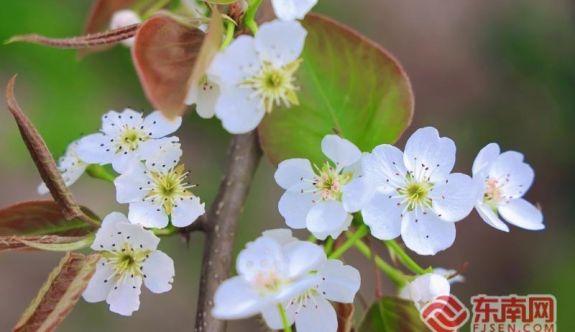 三明泰寧：花海引客 共赴春約