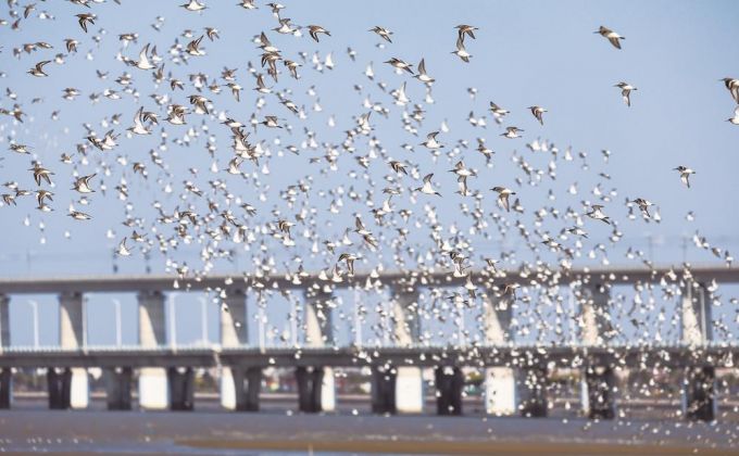 春风渐暖 候鸟北归  