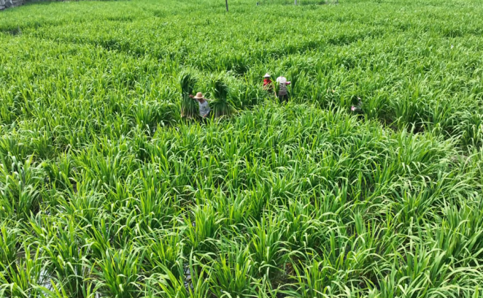 安溪龙门镇的茭白上市了！
