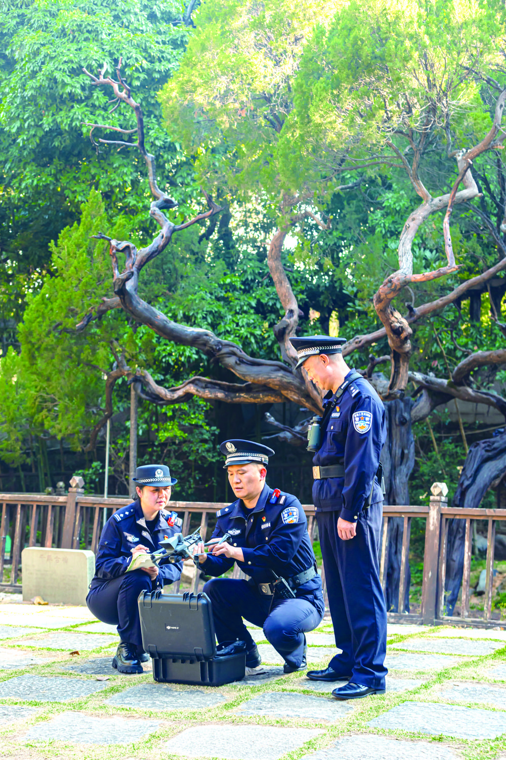 晋江：146棵古树名木有了专属安全档案