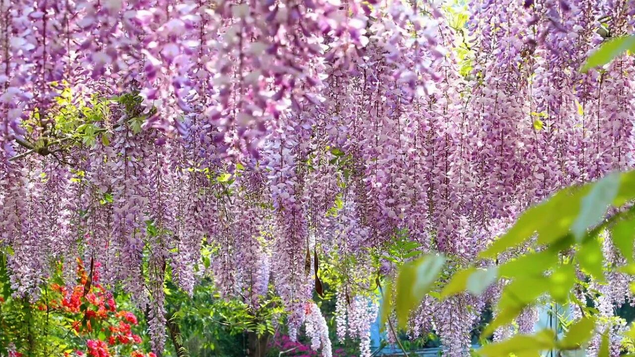 德化这片紫色花海惊艳上线，速来打卡