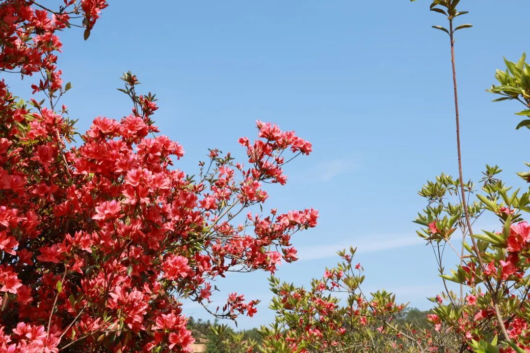 走，赏花去！华安爱情天梯花海已上线啦