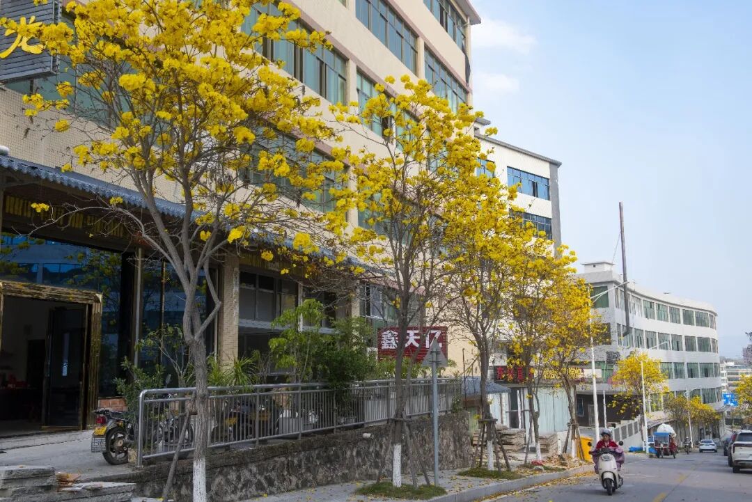 德化：黄花风铃木盛放 绘就“工业与繁花共生”春日画卷