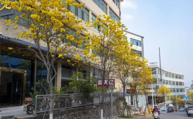 德化：黄花风铃木盛放 绘就“工业与繁花共生”春日画卷