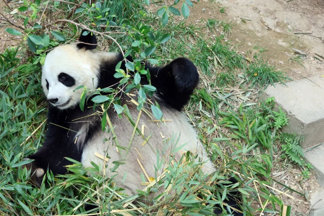 谁的心里没有一只Punch？来洛江这家动物园，感受来自萌宠的治愈吧~