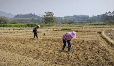 华安全域春耕正酣 田间“烟火”太治愈