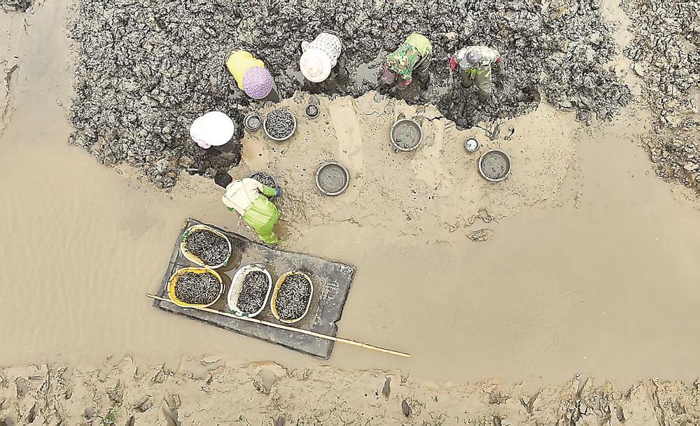 福清：海蛏春收