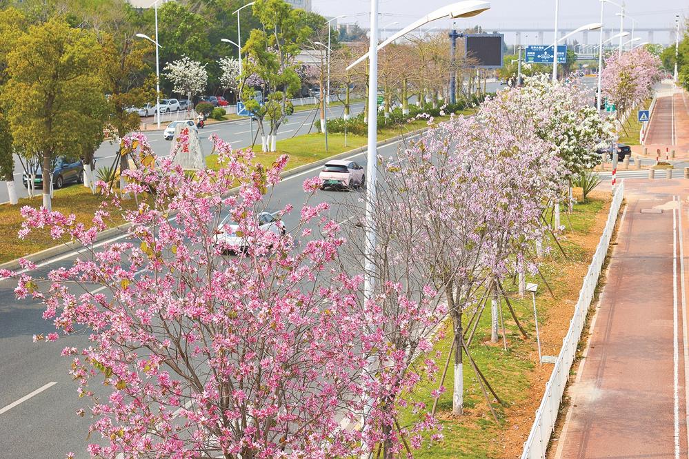 石狮濠江路洋紫荆盛放 狮城春日添浪漫