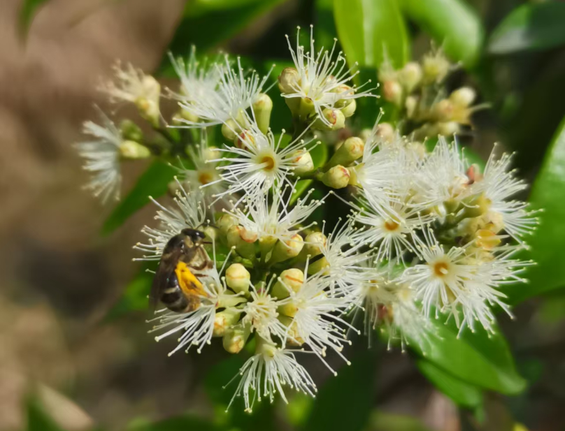 全球仅存33株，漳州这里有一大片