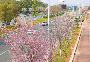 石獅濠江路洋紫荊盛放 獅城春日添浪漫
