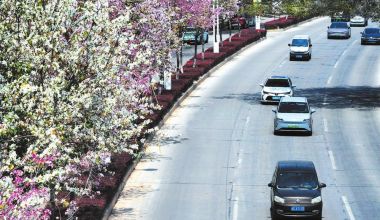 一路繁花！南安李贽大道上线浪漫花廊