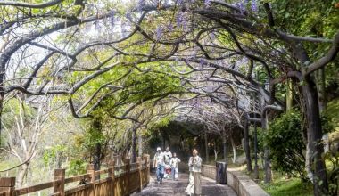 德化·花时光 | 驾云亭：紫藤花开引客来 春日紫韵醉山城