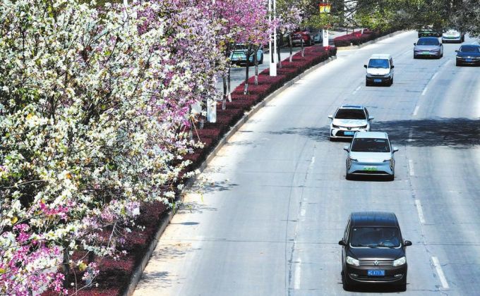 一路繁花！南安李贽大道上线浪漫花廊