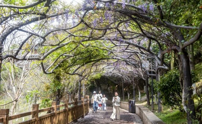 德化·花时光 | 驾云亭：紫藤花开引客来 春日紫韵醉山城