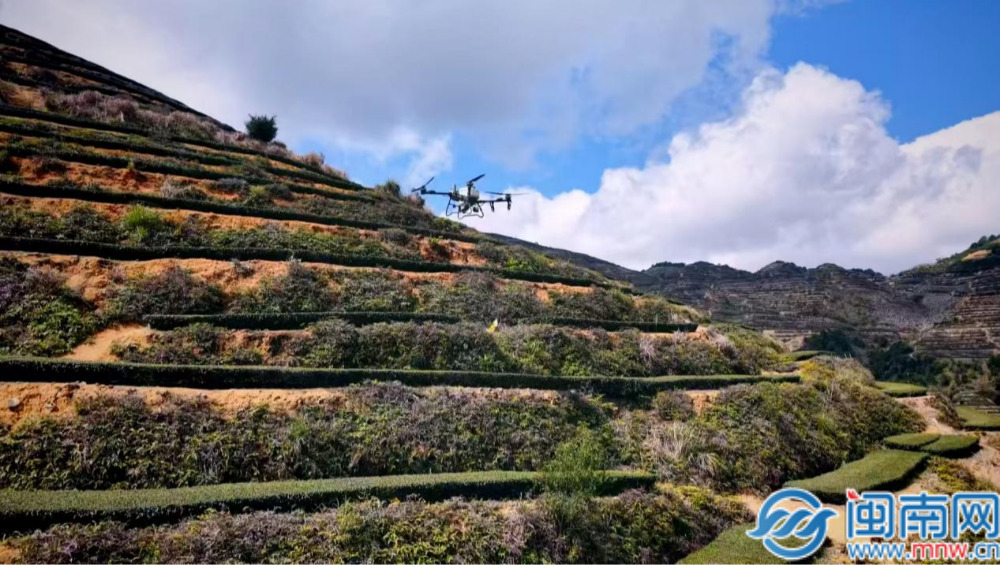 漳州市农科所联合漳州市植保站、漳州联通破解山地茶园管护难题