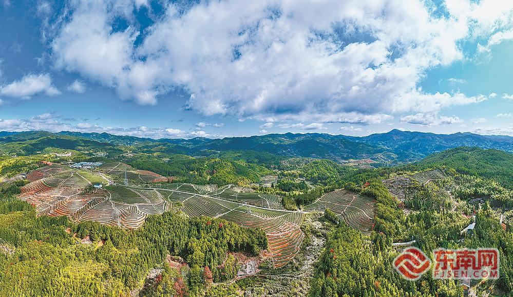 高山茶园春茶飘香