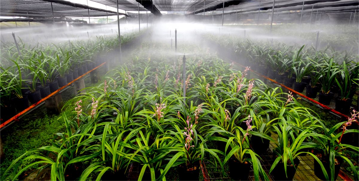 南靖县党员干部以正确政绩观引领兰花产业发展——兰香里走出“共富路”