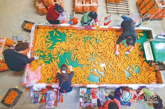 从新品种选育到果蔬汁饮品研发 晋江胡萝卜实现本地全产业链闭环
