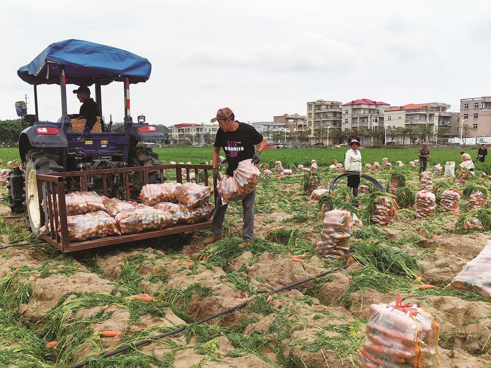 石獅
：胡蘿卜迎來采收旺季 