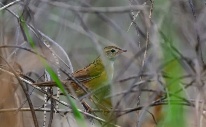 福建新记录！斑背大尾莺现身石狮 泉州鸟类增至418种