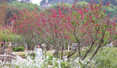 春和景明 不负花期  