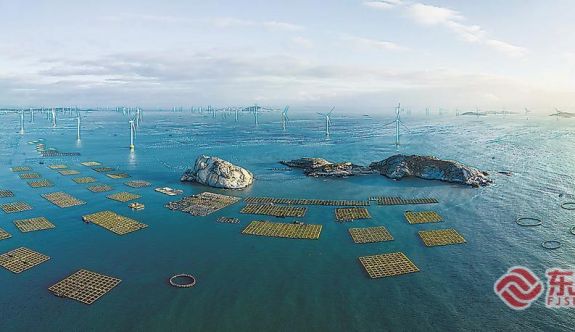 觀瀾·福見 | 我在南日島上育鮑魚