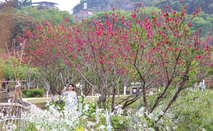 春和景明 不负花期  