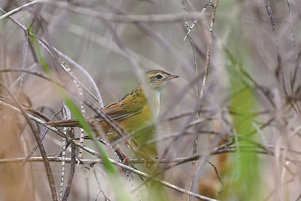 福建省首次记录到斑背大尾莺