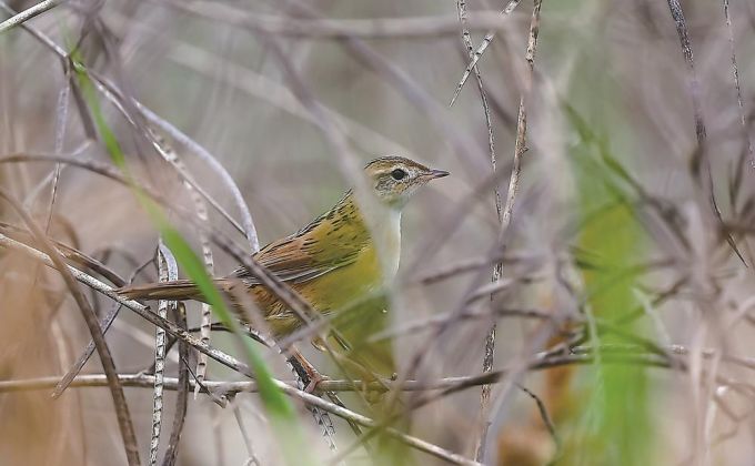 福建省首次记录到斑背大尾莺