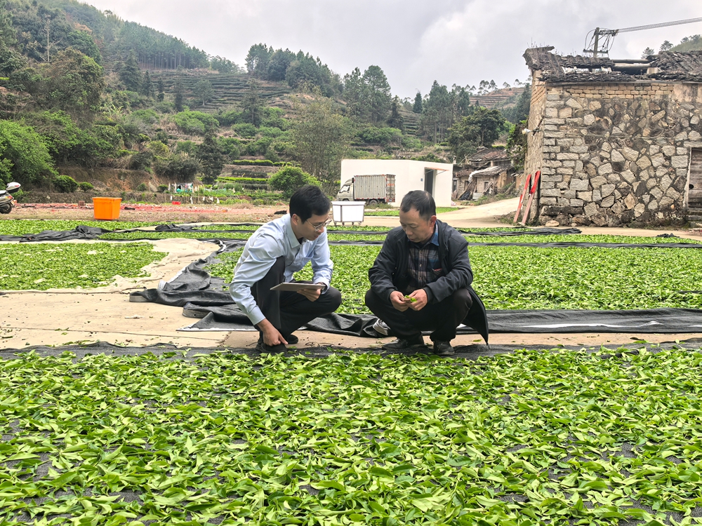 农行漳州诏安支行：金融活水润春茶