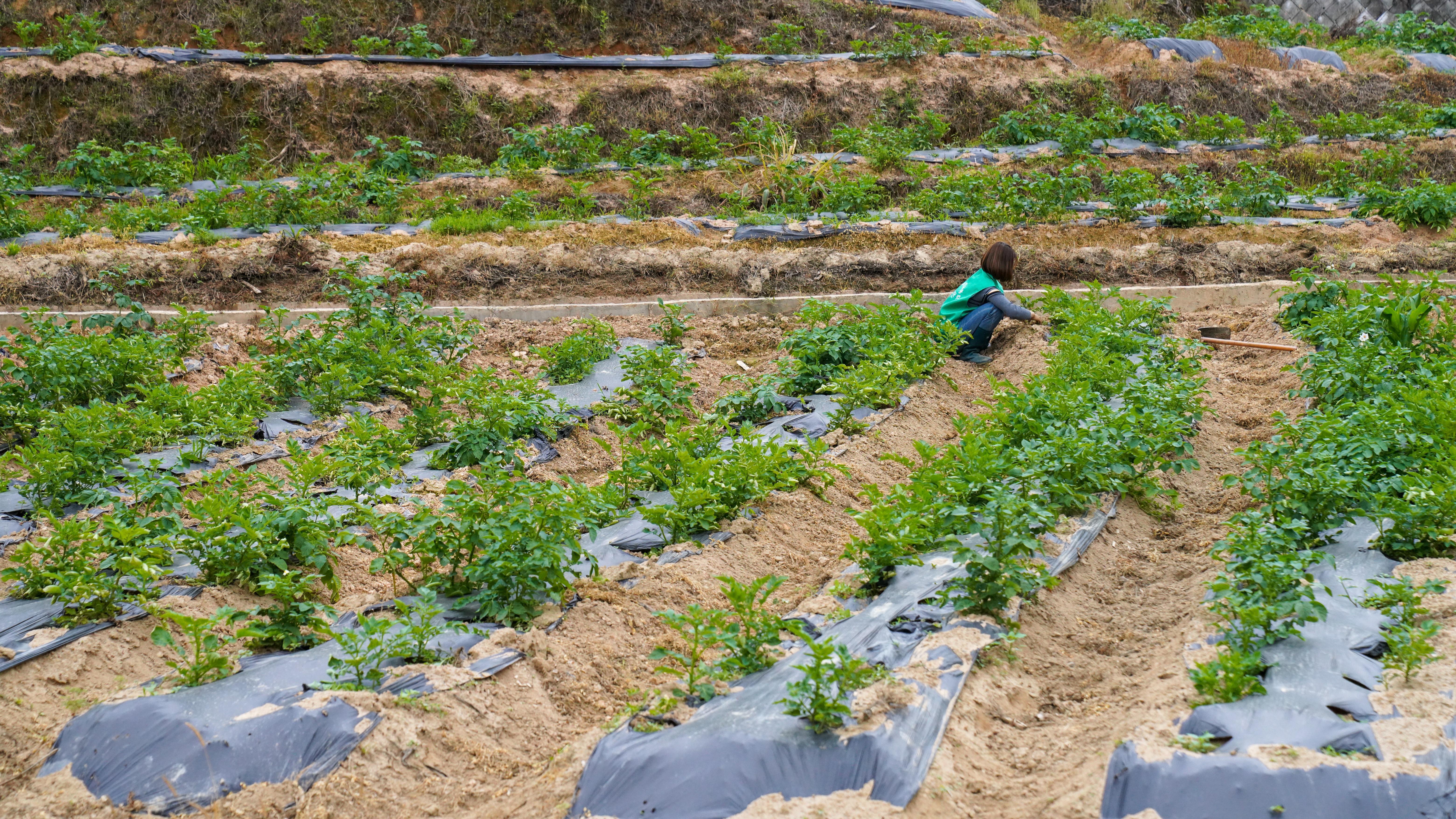 永春县五里街镇：良田示范“种”出春耕新气象