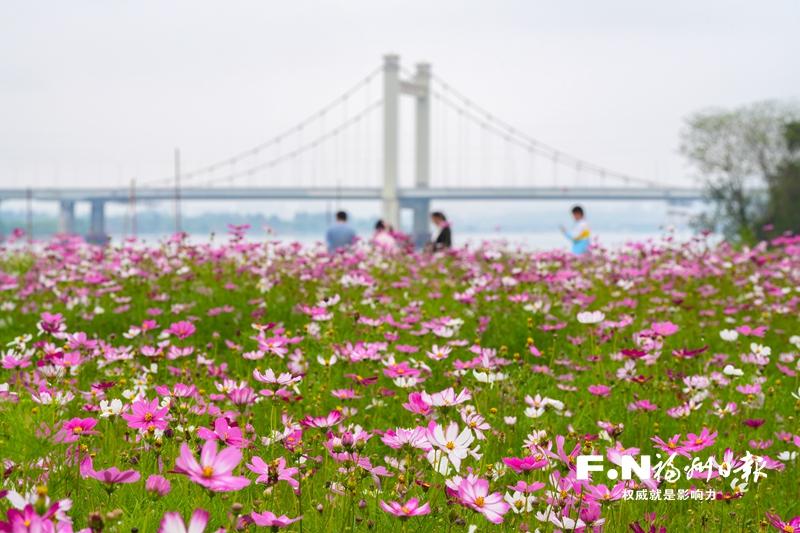 烏龍江公園3300平方米波斯菊綻放 烏龍江公園3300平方米波斯菊綻放