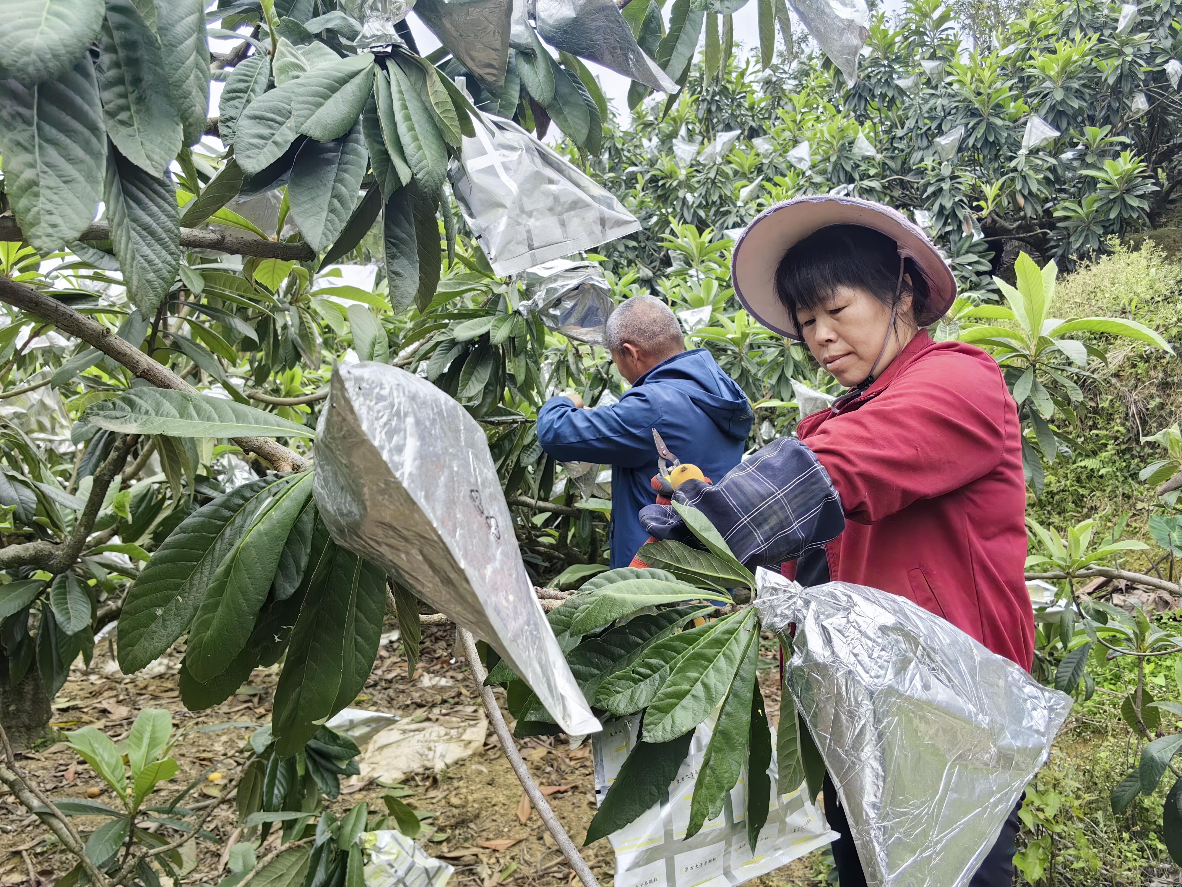 永春县蓬壶镇：千亩枇杷迎丰收 “黄金果”铺就乡村振兴路