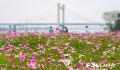 乌龙江公园3300平方米波斯菊绽放