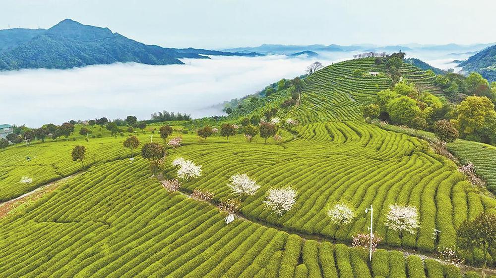 福安：一杯“工夫”茶 百年山海情