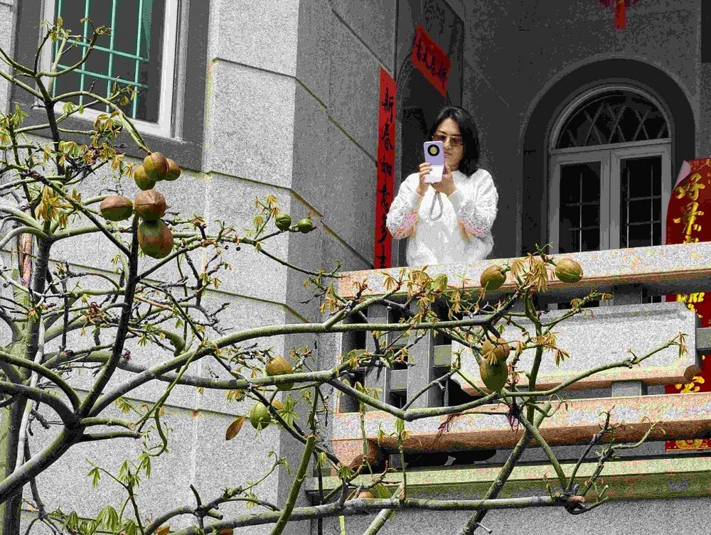 二十余龄发财树结硕果被视为奇景，吸引邻里纷纷前来观赏打卡