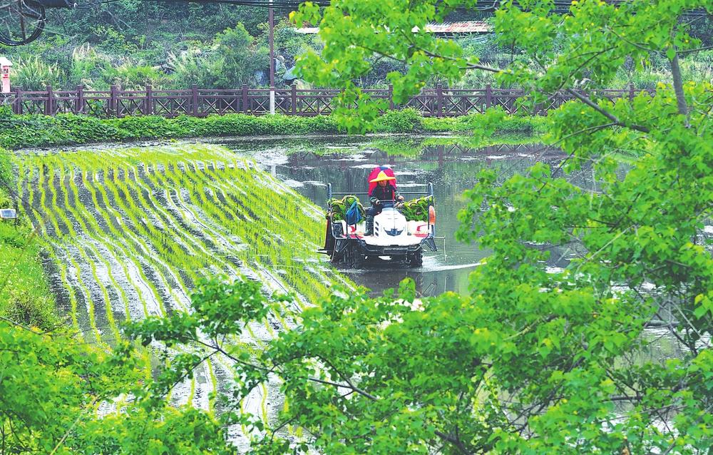 南安英都：雨中插秧忙 农田奏耕曲