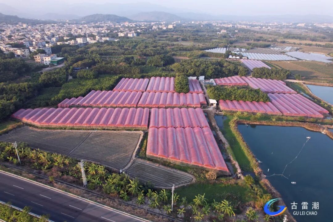 满园飘香！古雷喜迎春日里的“甜蜜”收获！