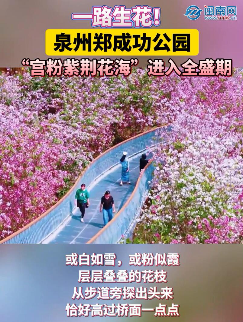 一路生花！泉州郑成功公园“宫粉紫荆花海”进入全盛期
