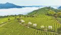 福安：一杯“工夫”茶 百年山海情
