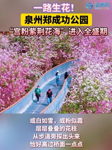 一路生花！泉州郑成功公园“宫粉紫荆花海”进入全盛期