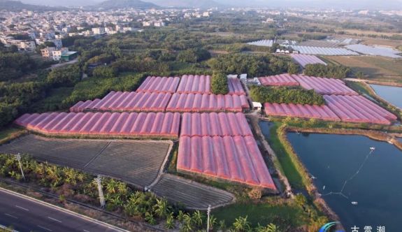 滿園飄香！古雷喜迎春日里的“甜蜜”收獲！