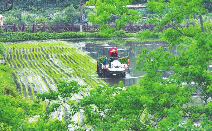 南安英都：雨中插秧忙 农田奏耕曲