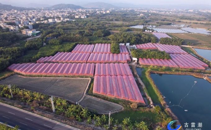 满园飘香！古雷喜迎春日里的“甜蜜”收获！