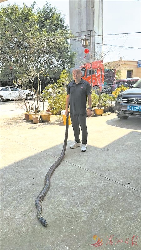 莆田灵川镇桂山村发现2.86米蟒蛇 相关部门迅速救助