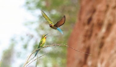 “中国最美小鸟”连续第五年到石狮“安家”