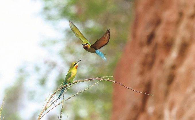 “中国最美小鸟”连续第五年到石狮“安家”