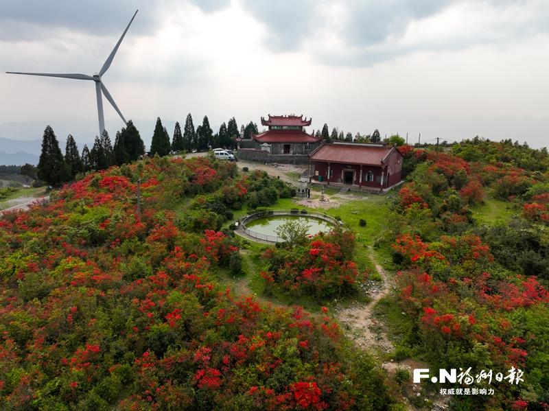 闽清大湖仙风电场野生杜鹃花盛开