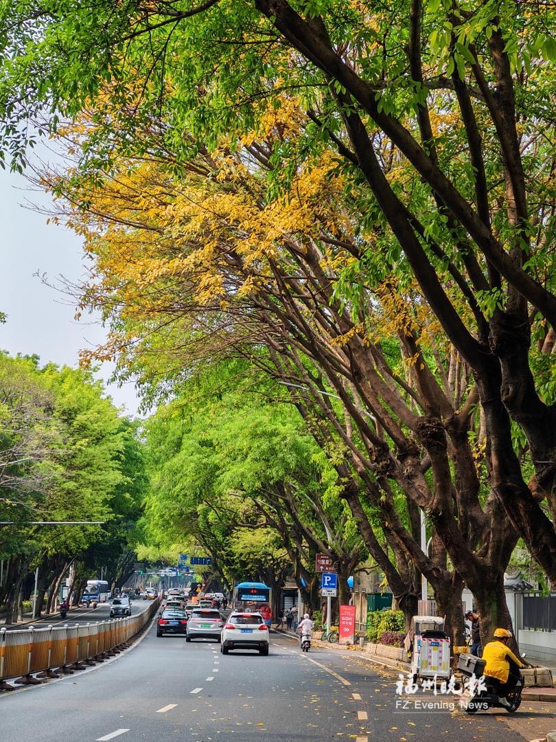 春日榕城现“秋景” “落叶大道”很吸睛