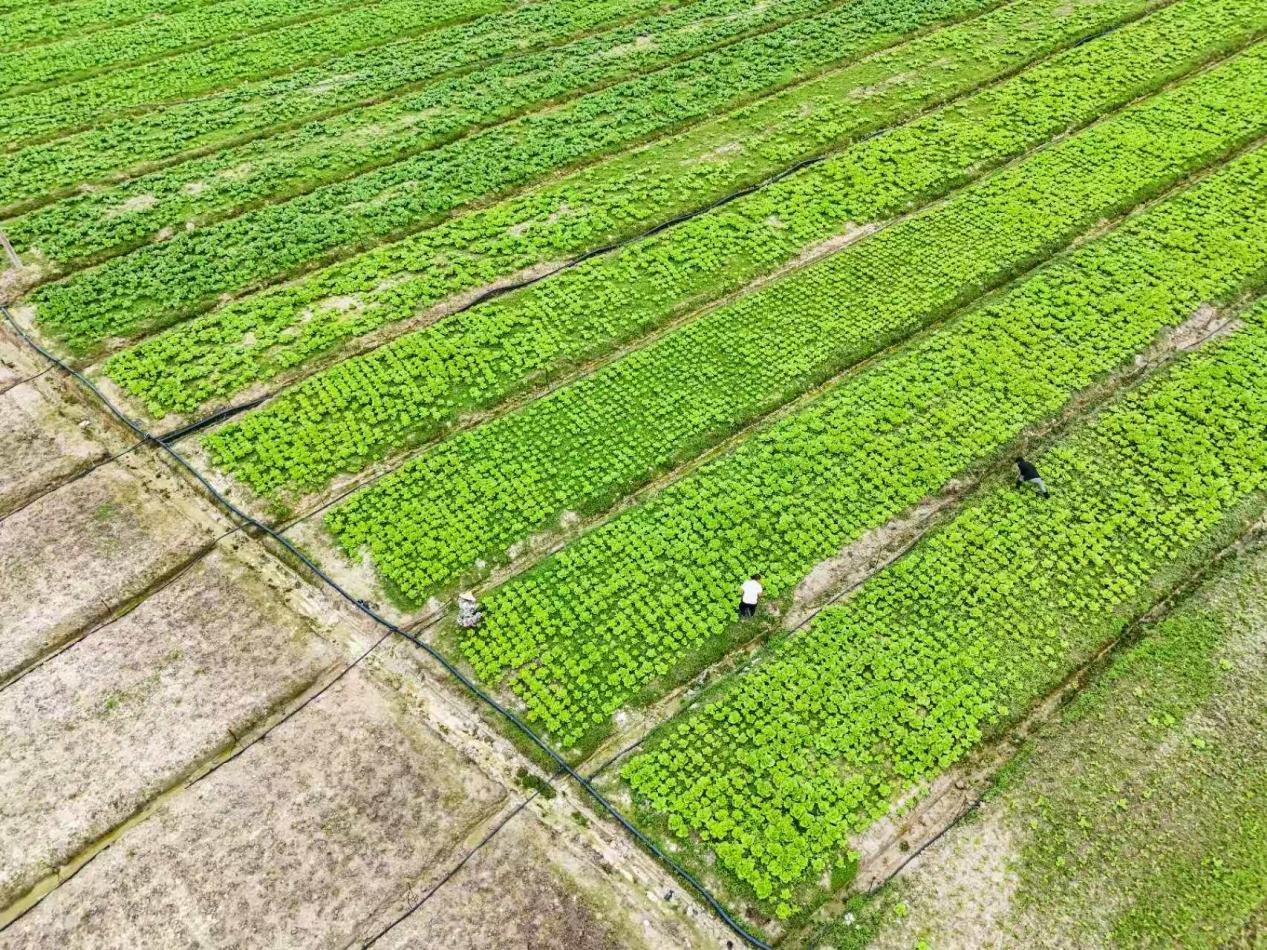 一地生三金！永春介福乡以“三领三统”激活乡村振兴新动能